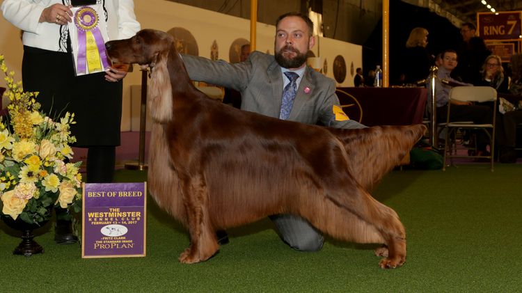 Perro en una exposición