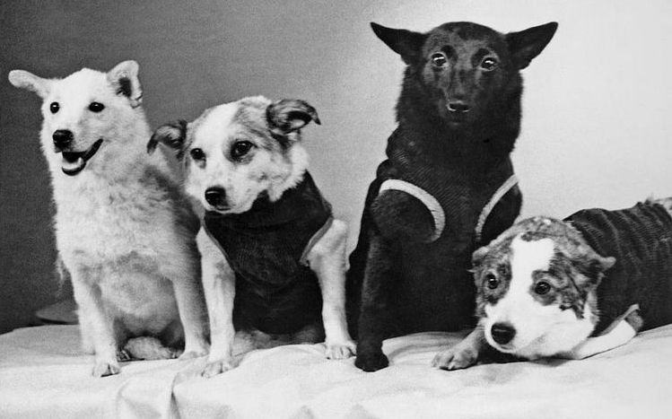 Perros cosmonautas