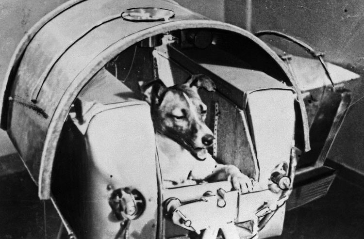 Preparación de un perro para un vuelo espacial
