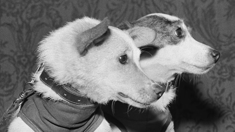 Belka y Strelka