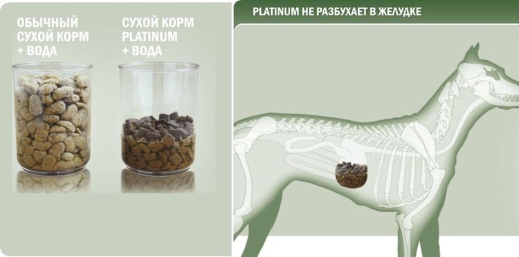 Comparación del alimento Platinum con el pienso seco común