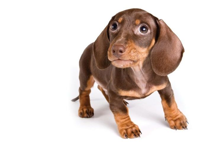 El cachorro está preocupado