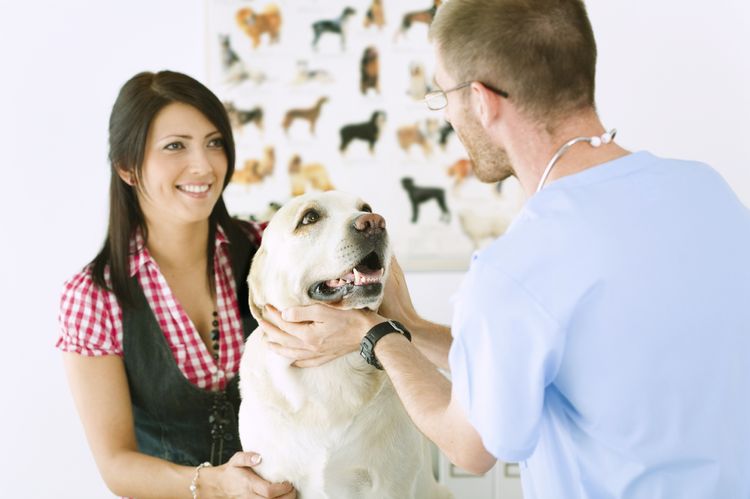 Labrador en el veterinario