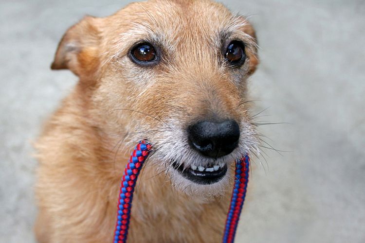 Perro con una cuerda en los dientes