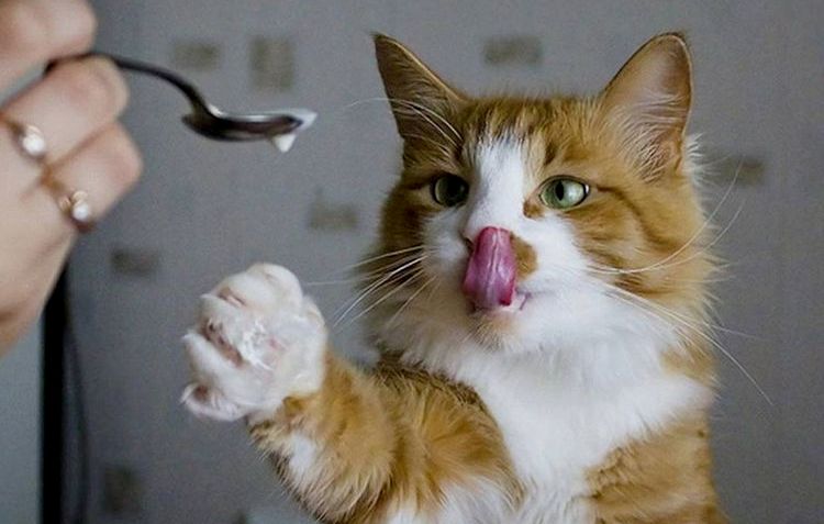 El gato pide sopa