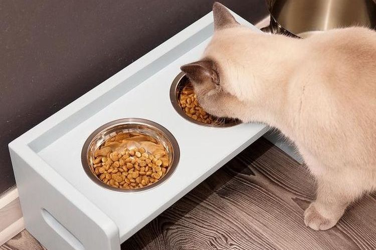 El gato come croquetas