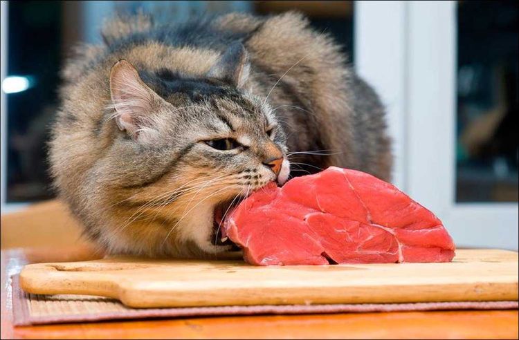 El gato come carne