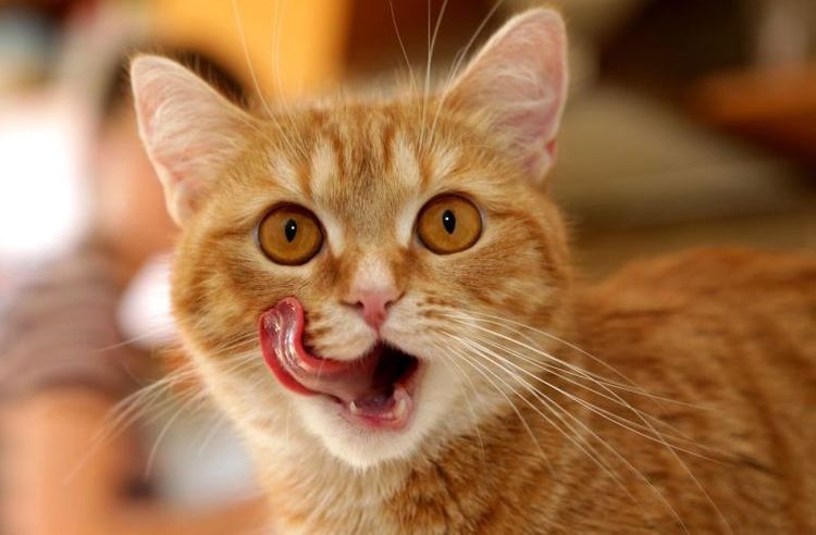Gato pelirrojo se lame