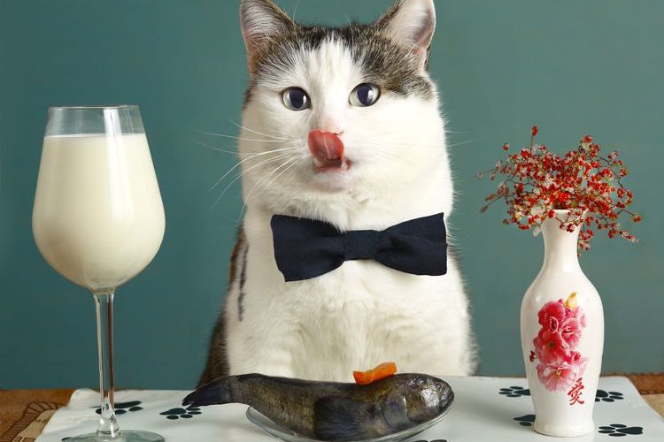 Gato en un restaurante