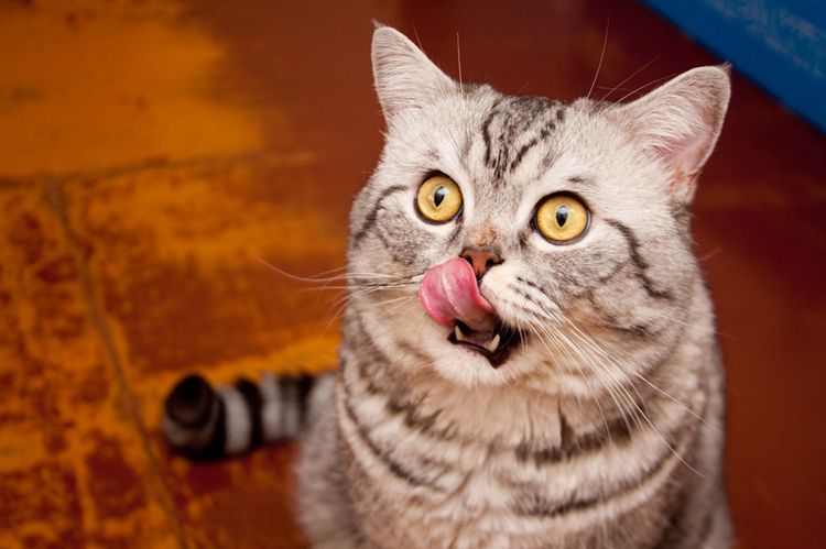 El gato pide comida