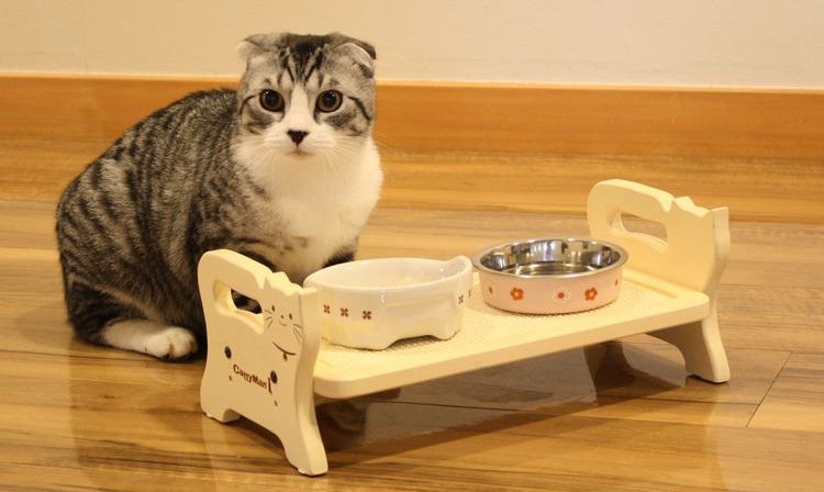 Gata junto a cuencos con comida