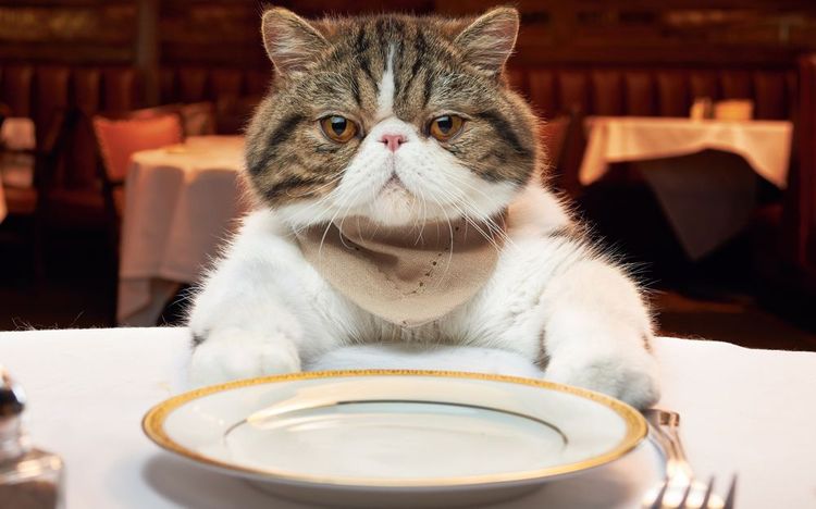 Gato enfurruñado frente a un cuenco vacío