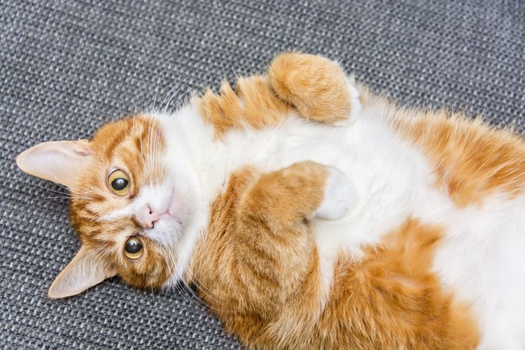 La gata está tumbada