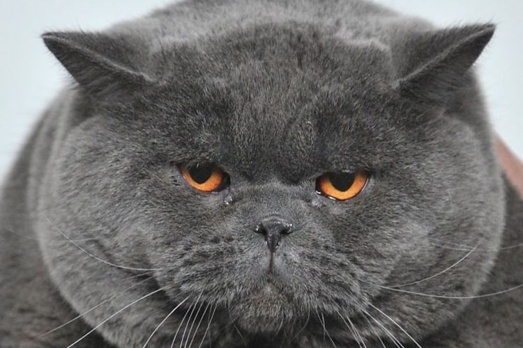 Gato británico grande