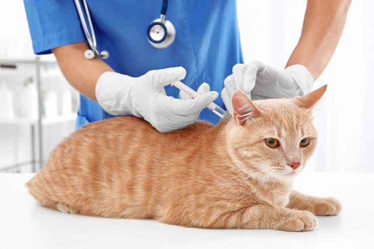 Inyección subcutánea a un gatito