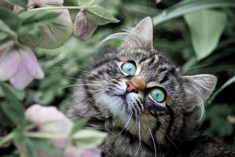 Gatito en el árbol
