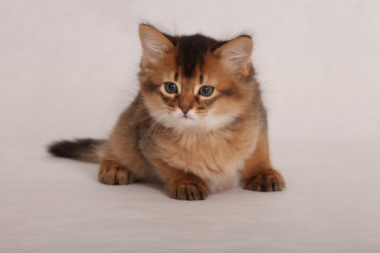 Bonito gatito