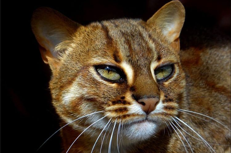 Gato herrumbroso