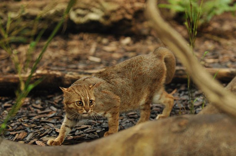 El gato rubiginoso se asustó