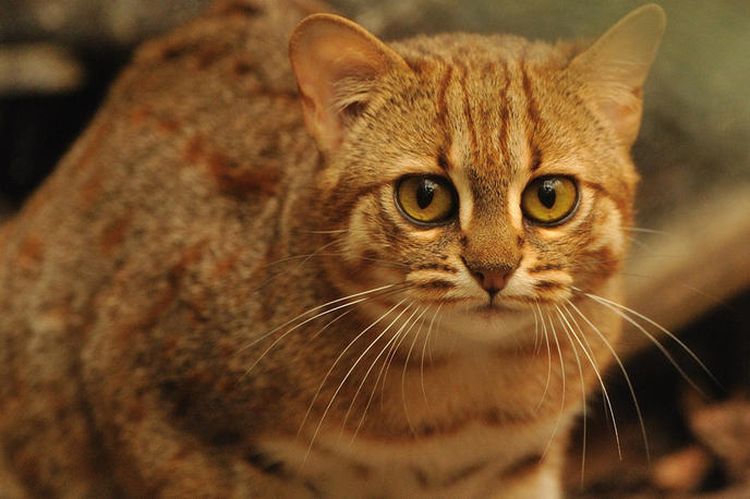 Gato herrumbroso