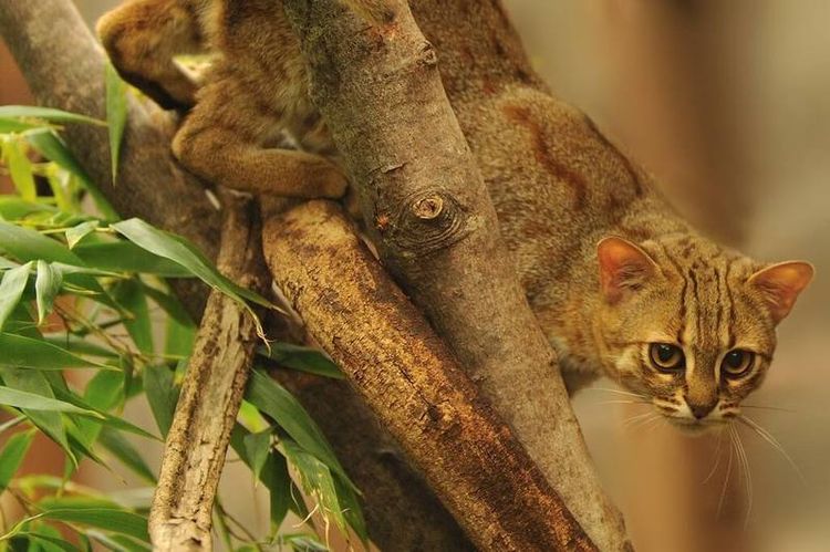 El gato salvaje más pequeño