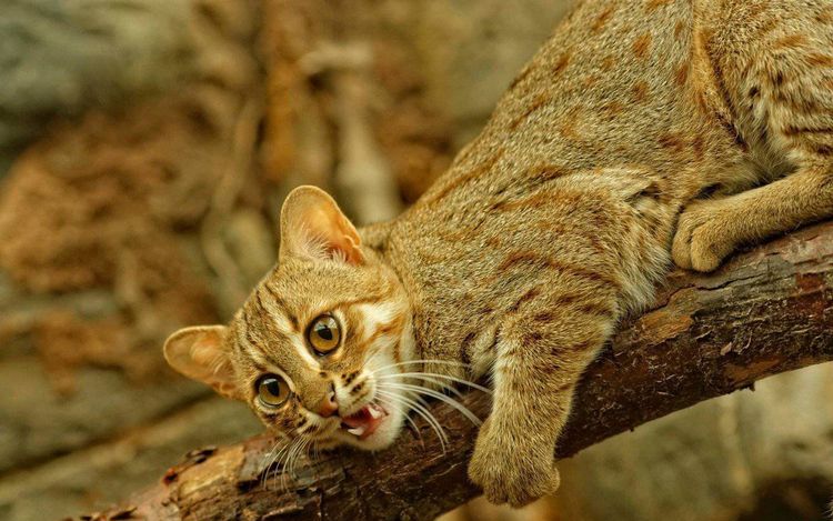 El gato salvaje más pequeño gruñe