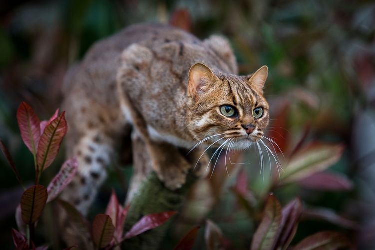 El gato salvaje más pequeño del mundo en una rama