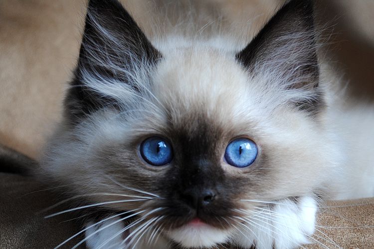 Gatito ragdoll