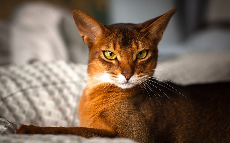 Gato abisinio