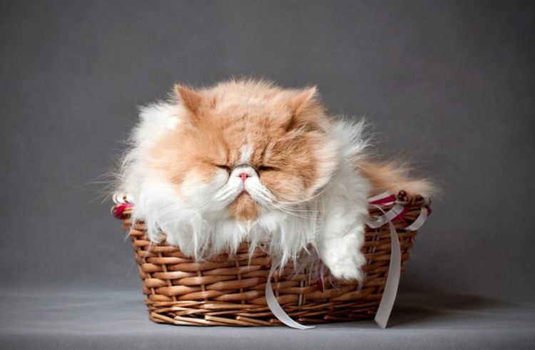 Gato persa