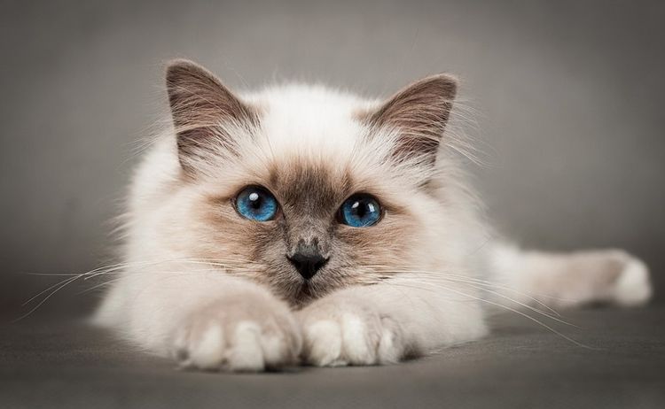 Birmana o gato de templo (birmano sagrado)