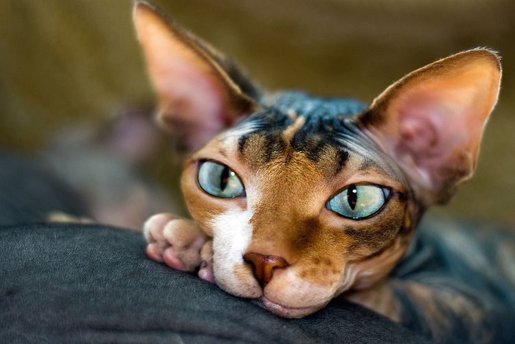 Sphynx