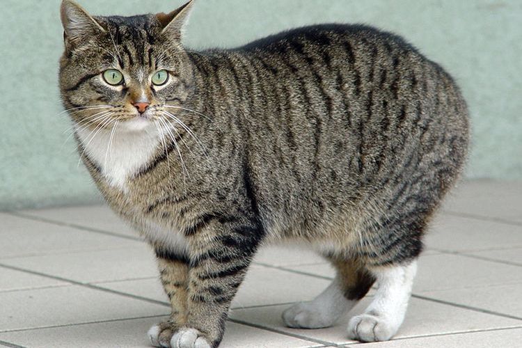 Manx