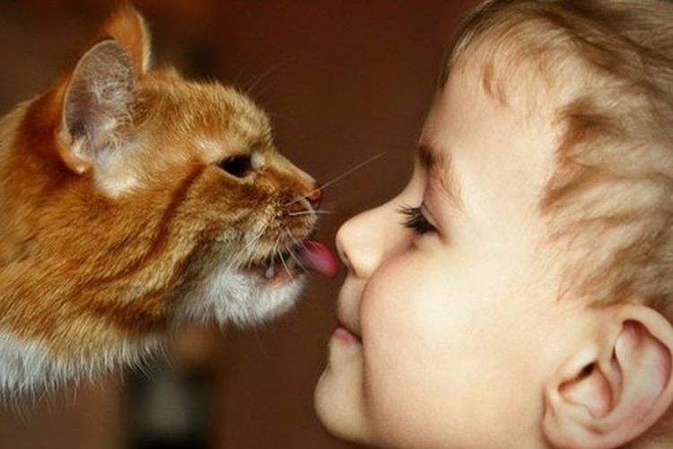 Gatito cariñoso