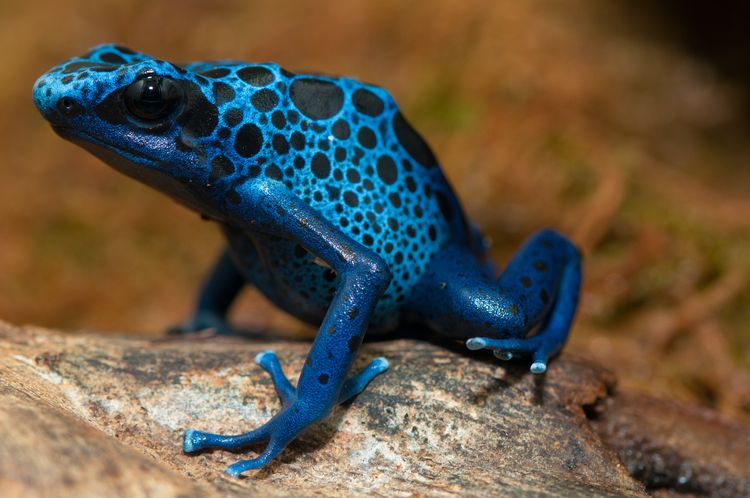 Rana peligrosa: la rana azul de flecha