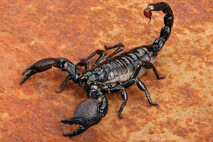 Escorpión venenoso