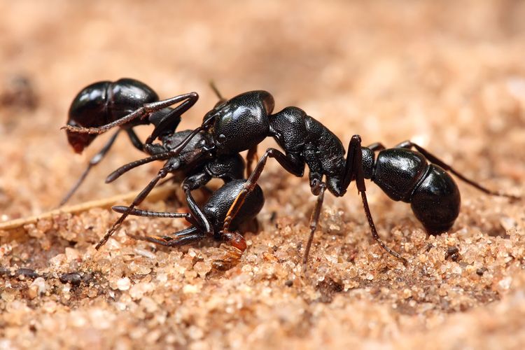 Hormiga venenosa