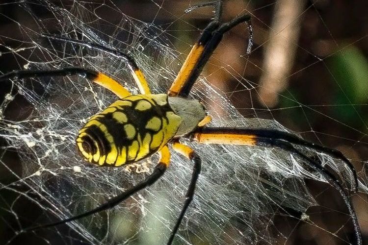 Araña bananera