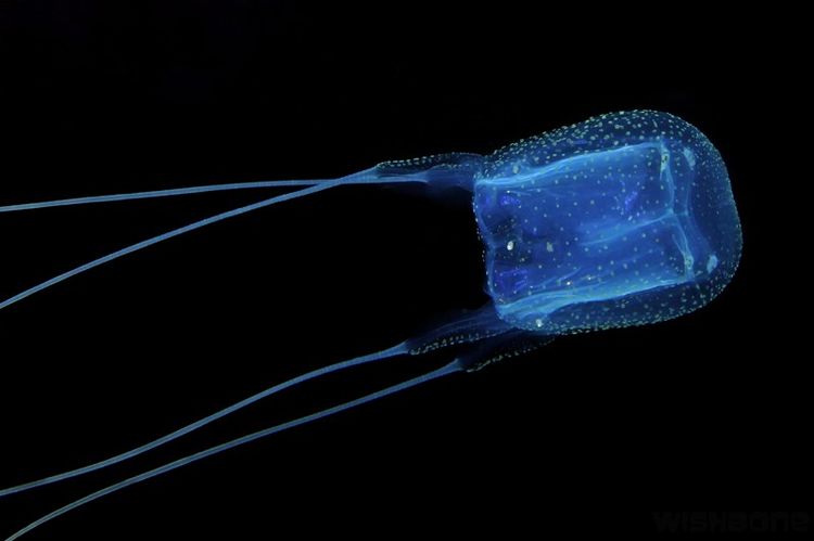 La peligrosa medusa Irukandji