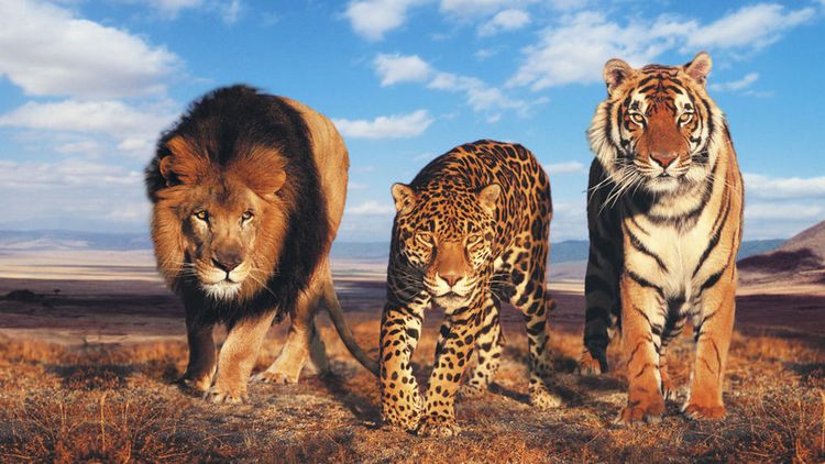 León, tigre y leopardo