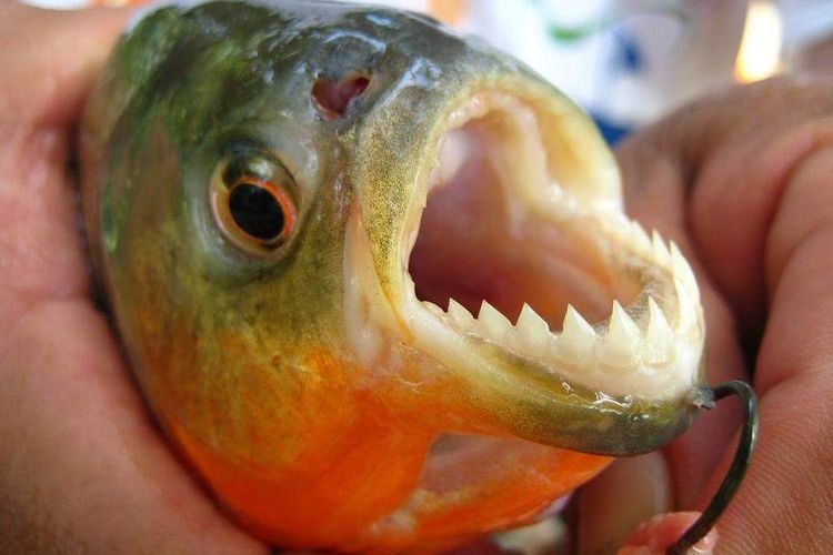 Piraña peligrosa