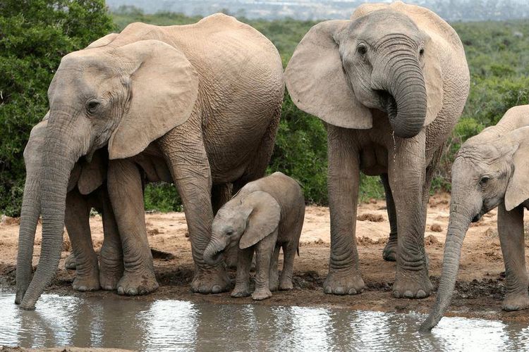 Elefantes y cría de elefante