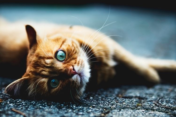 Gata durante el celo