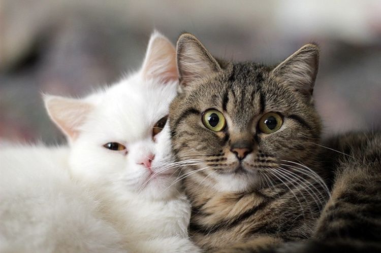 Gata blanca y gato rayado