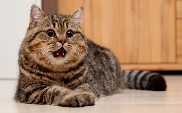 El gato maúlla