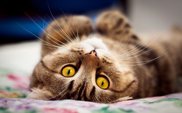 La gata pide al gato