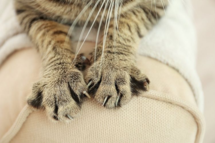 Gato mostrando las uñas