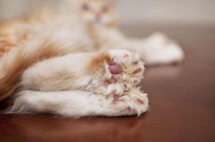 Polidactilia en gatos