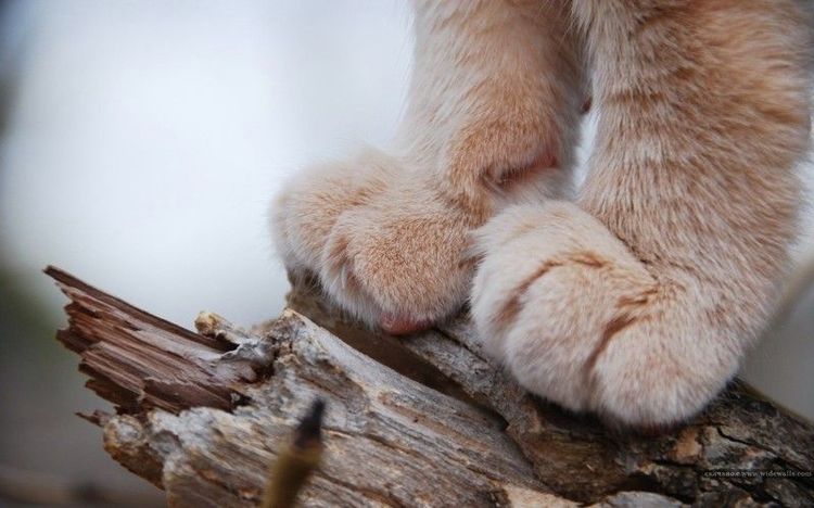 Patas de gato