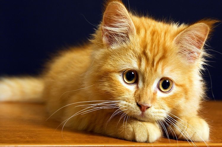 Gatito pelirrojo